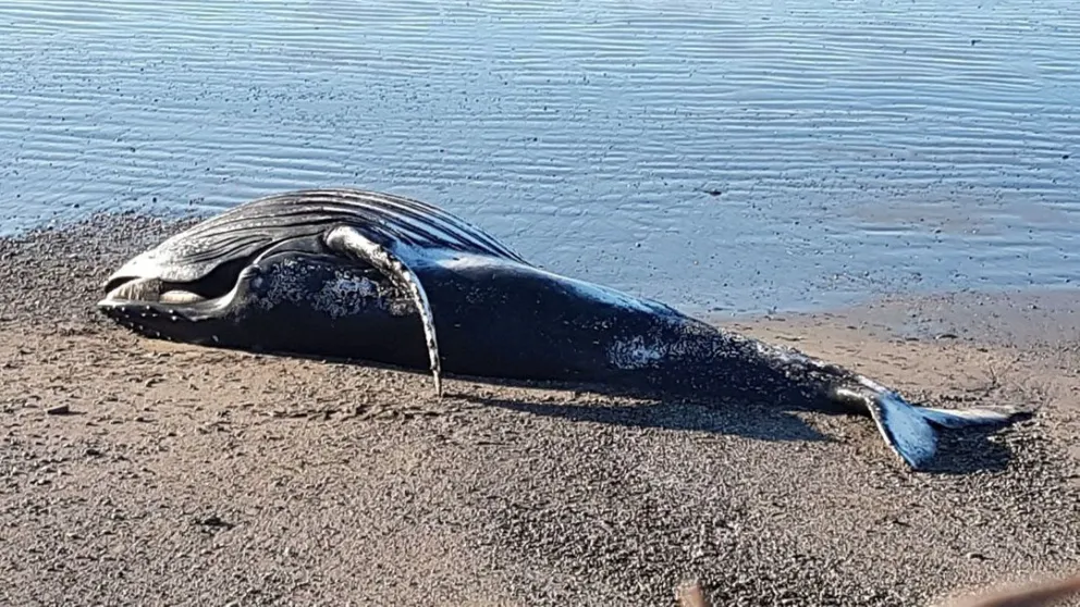 Encontraron una ballena varada cerca de Comodoro