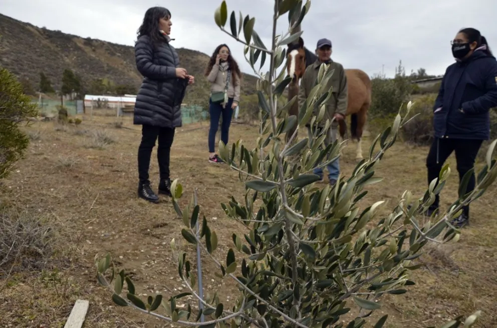 La familia Santos tiene más de 300 olivos y proyectan hacer aceite y cosméticos