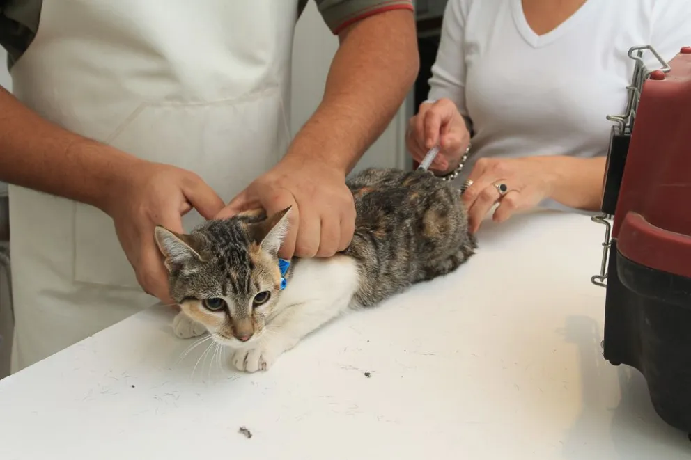 Rada Tilly apunta al cuidado responsable de perros y gatos