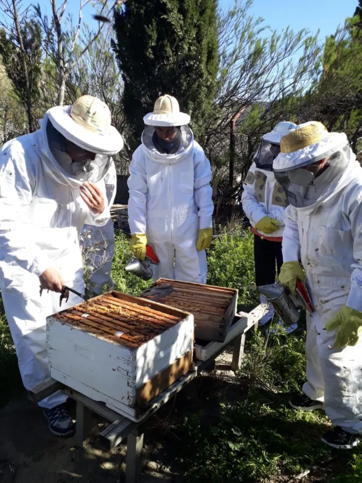 Convocan a productores de Chubut a inscribirse en Programa Apícola de Nación