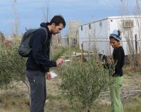 El Gobierno de la Provincia convoca a capacitación sobre fisiología del olivo 