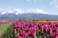 Campos de Tulipanes de Trevelin