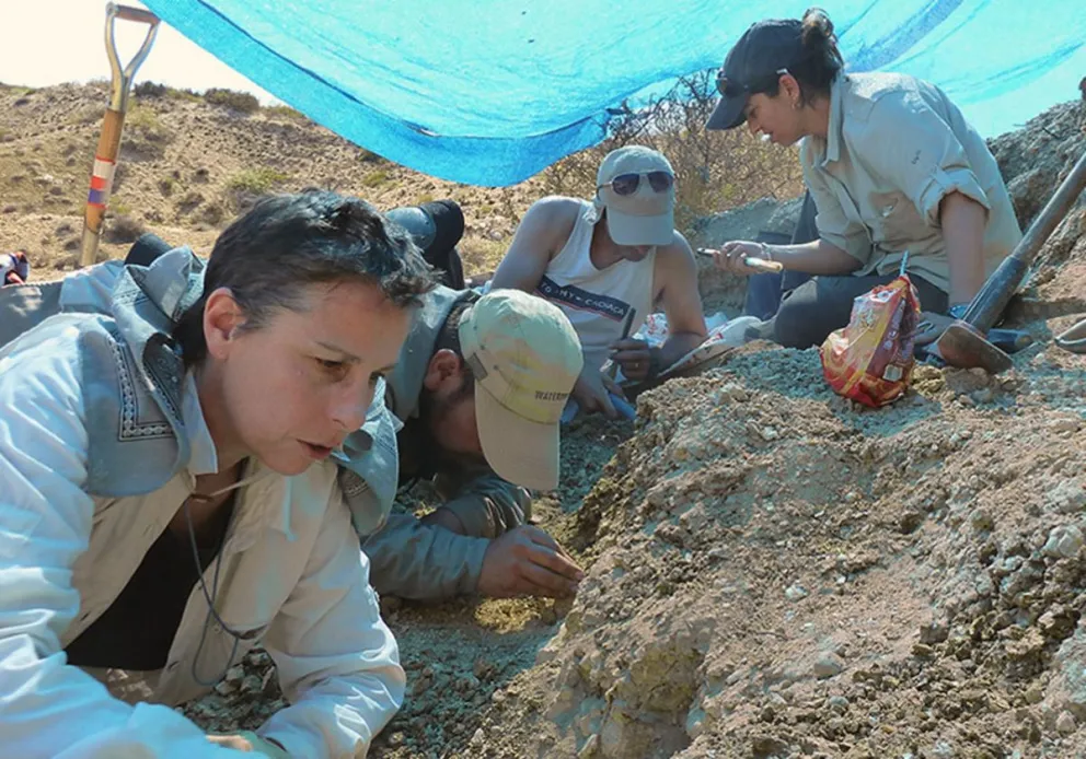 Un equipo de investigación del CONICET describe una patología ósea en un reptil marino del Cretácico