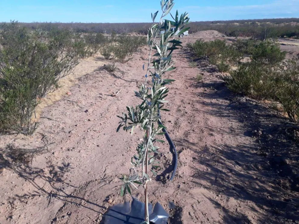 La industria de a pié