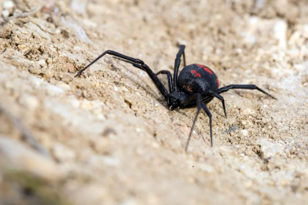 ¿Cómo identificar a la yarará y la viuda negra?