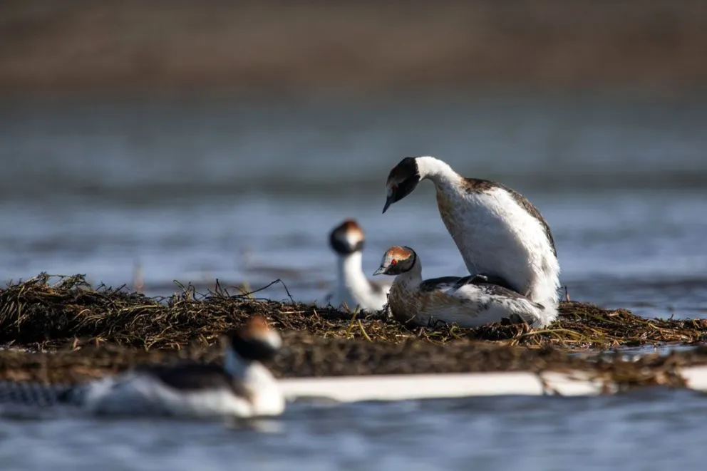 Plataformas flotantes para  favorecer la reproducción del  críticamente amenazado Macá Tobiano