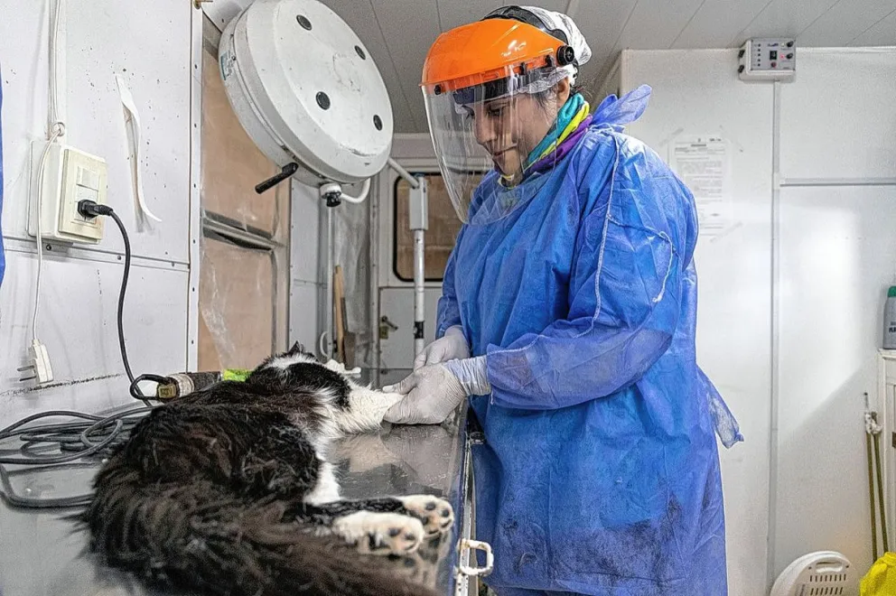 El tráiler de esterilización canina y felina esta semana estará en barrio San Isidro Labrador