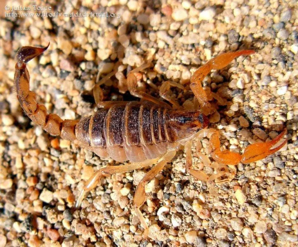 Provincia brindó recomendaciones para evitar picaduras o mordeduras de Animales Ponzoñosos