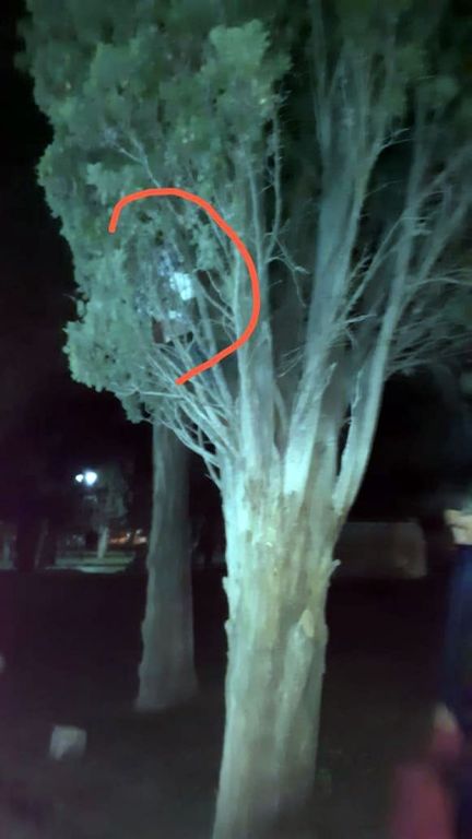 Se Escondió En Un árbol Para Evitar La Detención Por Violar La Cuarentena Diario Crónica 9821