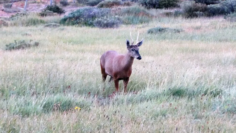 Parque Patagonia: El Huemul, el ciervo que debe volver a la estepa patagónica