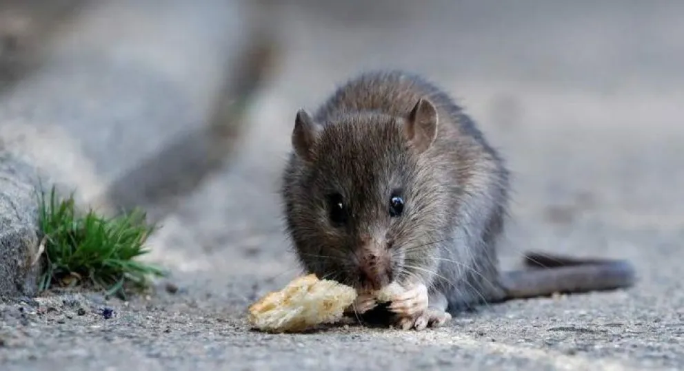 Personal de salud y epidemiología de Chubut trabaja en la identificación de contactos estrechos tras la muerte por hantavirus en Epuyén.