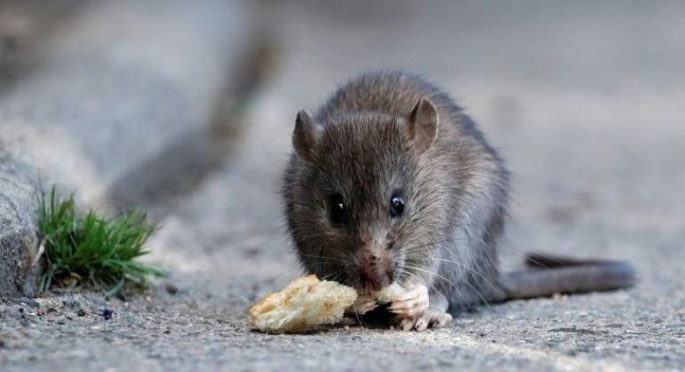 Personal de salud y epidemiología de Chubut trabaja en la identificación de contactos estrechos tras la muerte por hantavirus en Epuyén.