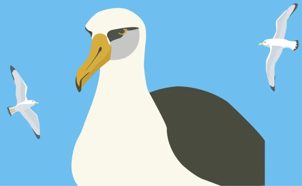 Los albatros en preocupante estado de conservación