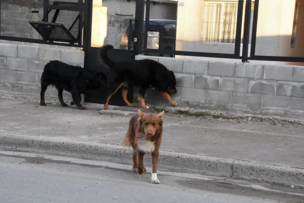 Un hombre fue gravemente herido por perros y fue auxiliado por los propios vecinos