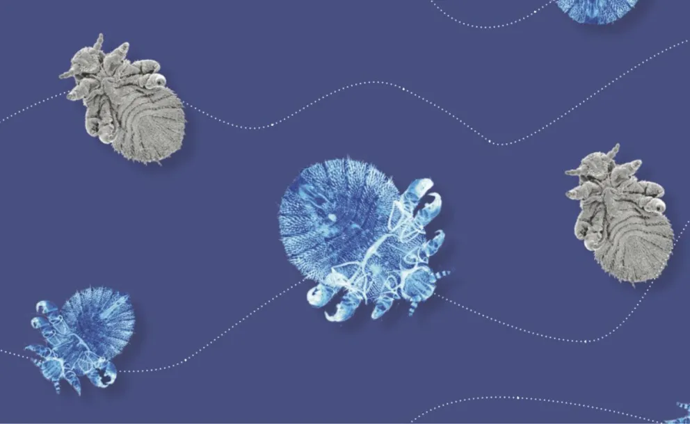 Insectos en el mar: el poder de lo minúsculo