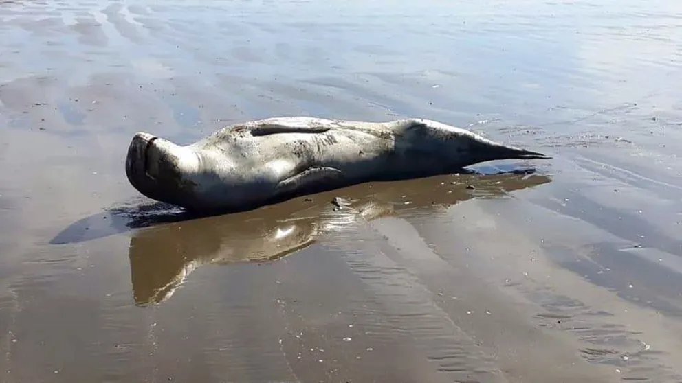 Una foca leopardo salió a descansar en la playa de Rada Tilly