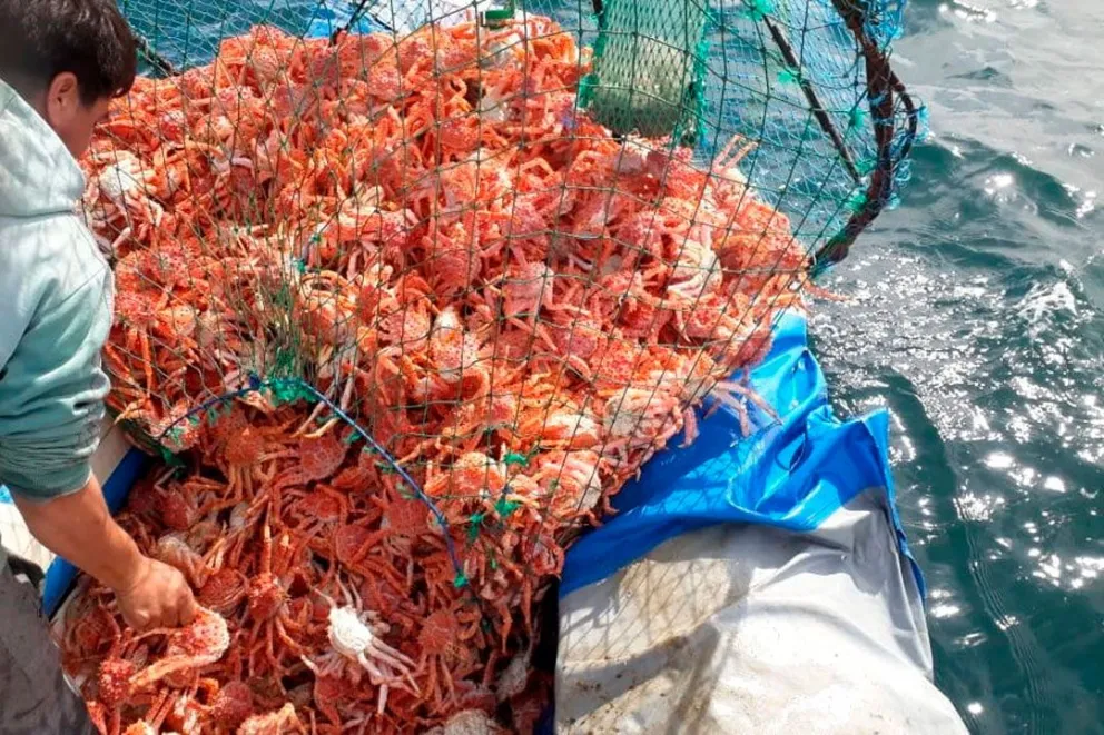 Cómo es el camino de la pesca artesanal de centolla en Comodoro