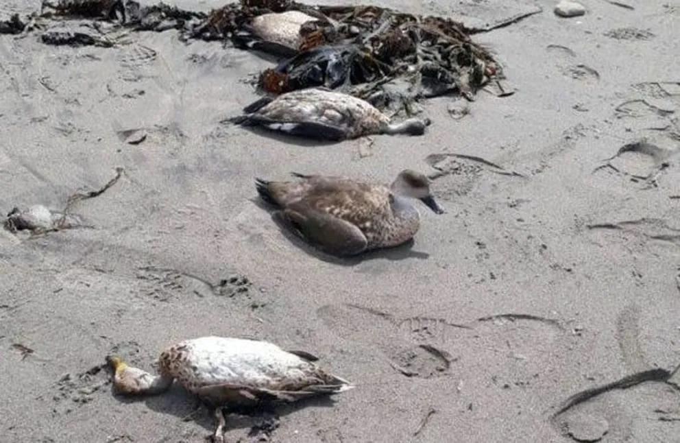 La mortandad de numerosas aves en la playa de KM 8 fue por botulismo aviar