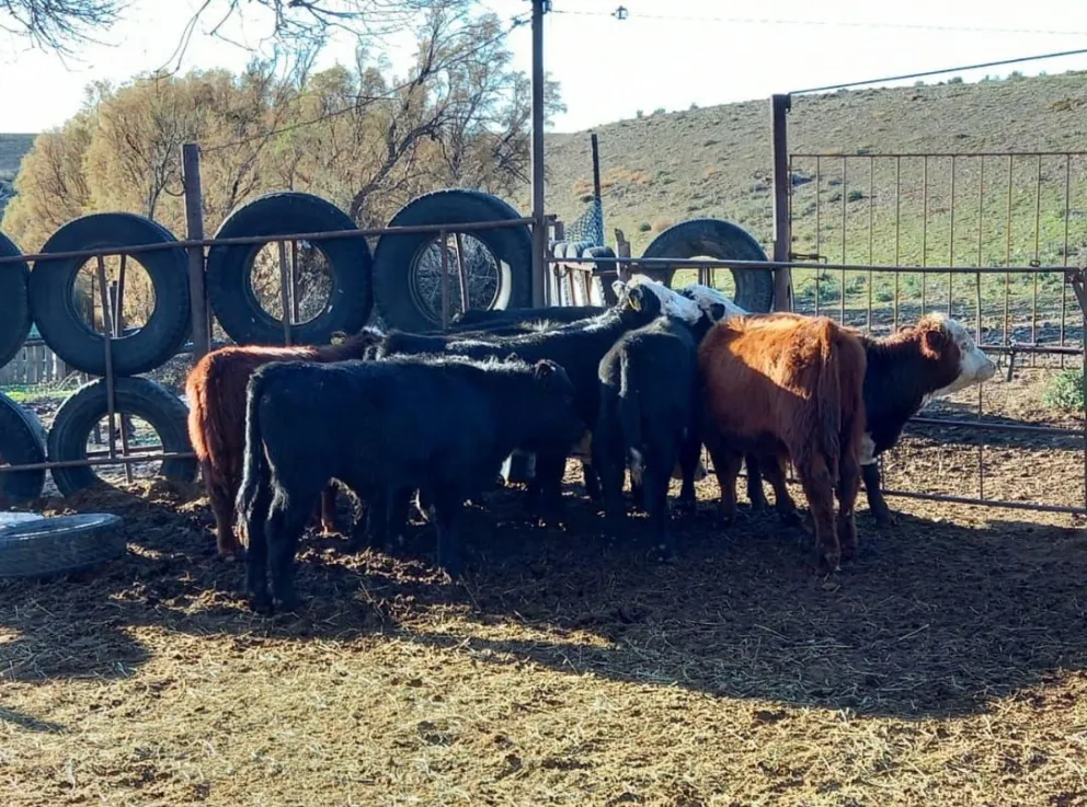 Puerto Deseado: encontraron las 15 vacas que se habían escapado al volcar el camión que las transportaba