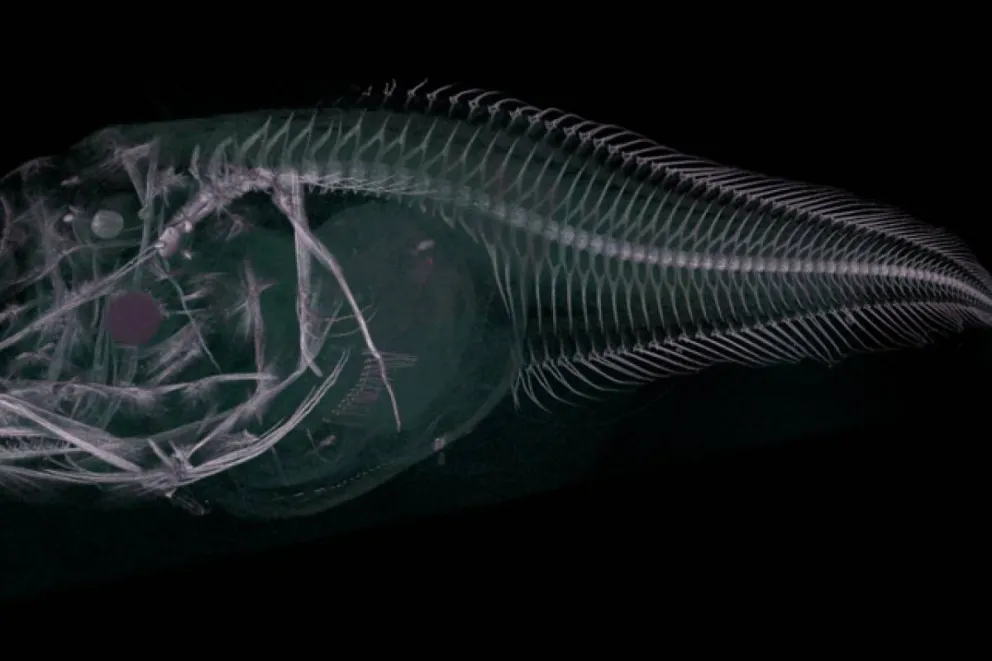 Chile: Extraños peces transparentes en las profundidades de la fosa de Atacama