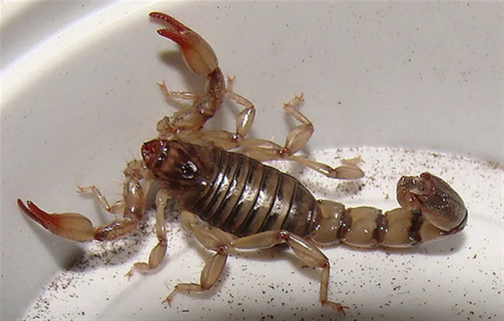 Alacranes en Comodoro, ¿Son peligrosos o no?