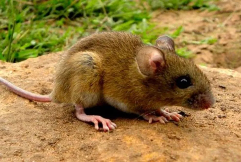 Falleció una niña por hantavirus en la comuna rural de Cerro Centinela