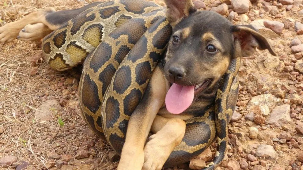 Video: Una serpiente estrangulaba a un perrito: inesperado desenlace