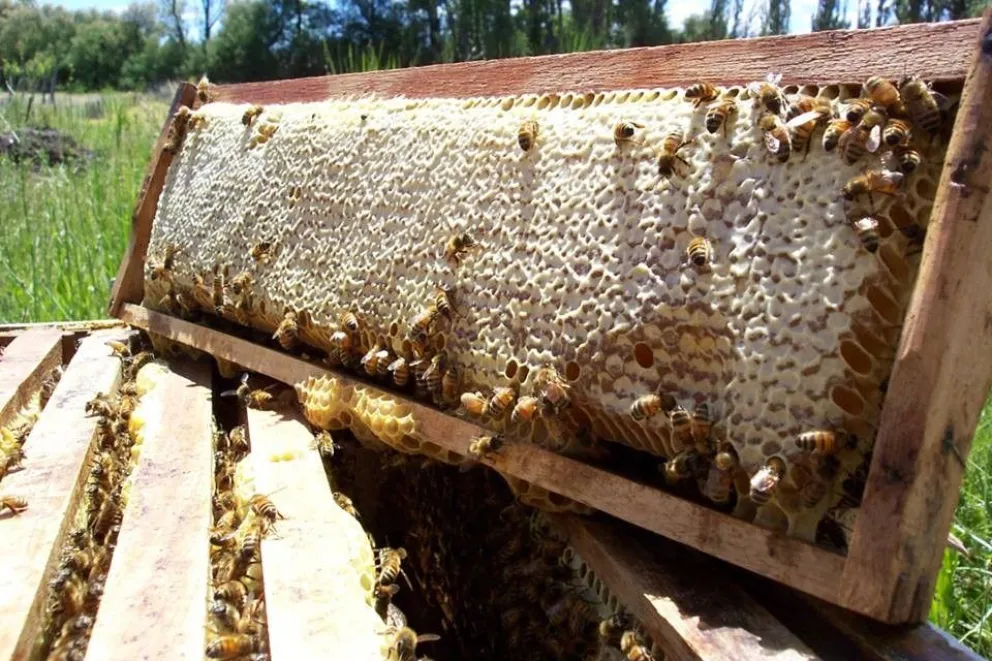 Convocan a productores chubutenses a participar de la Feria Caminos y Sabores