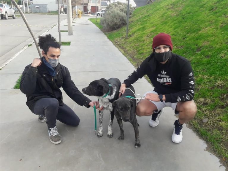 Comenzaron los paseos para perros sin hogar en Rada Tilly | Diario Crónica